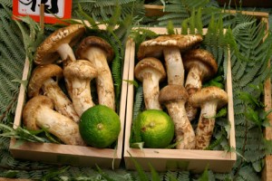 matsutake