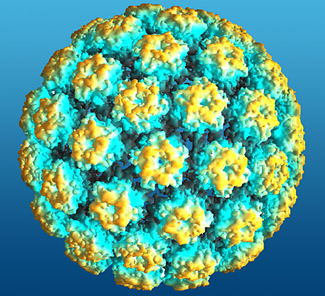 hpv_small